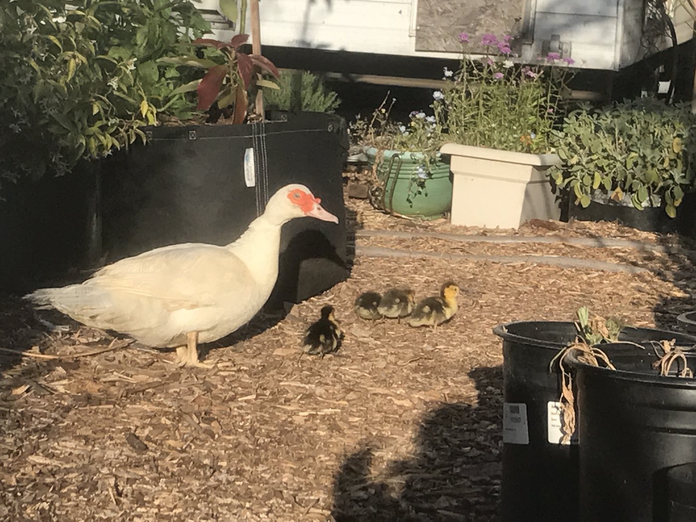 A duck and ducklings in the garden