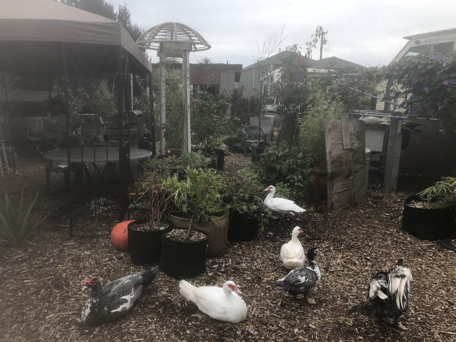 Ducks and potted plants in the shared garden at No Parking